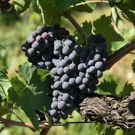 Agriturismo Fattoria Il Piano - Appartamento Focolare - San Gimignano Bagian luar foto