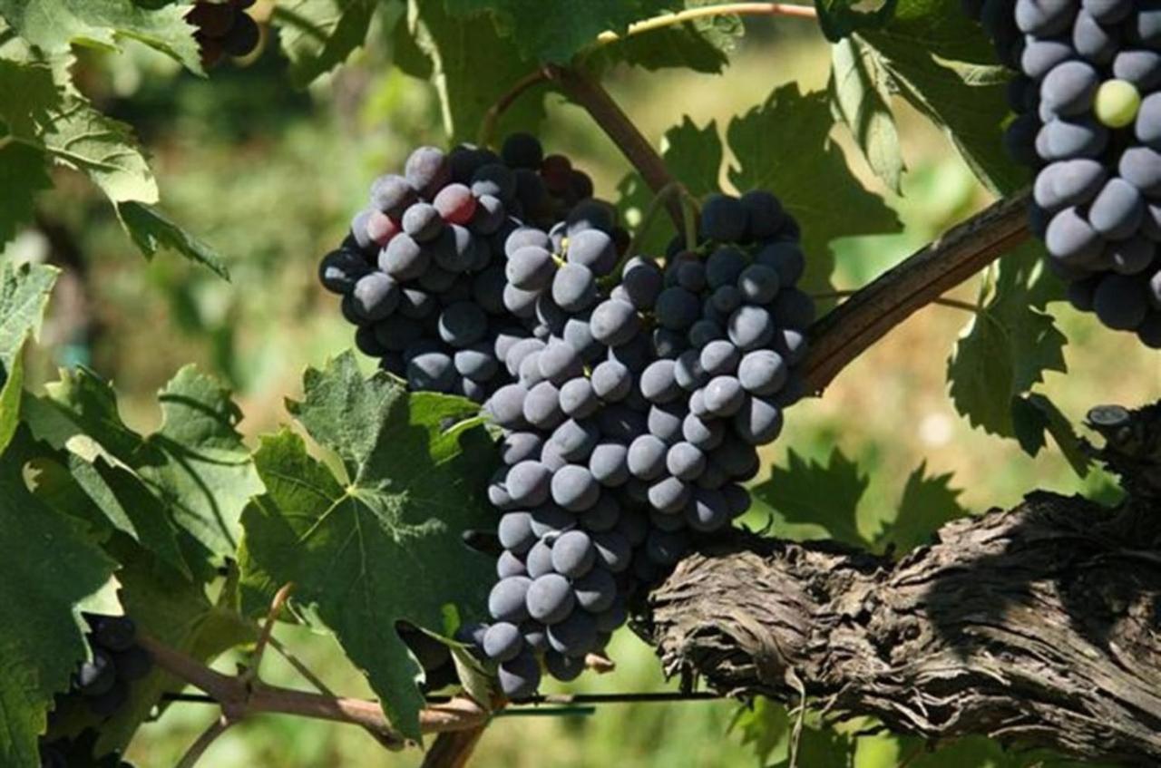 Agriturismo Fattoria Il Piano - Appartamento Focolare - San Gimignano Bagian luar foto